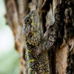 梅花红桃:情感纠葛与命运交织的大结局 0rcedfy8