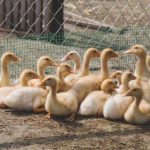 比特精灵和比特彗星哪个好:深入分析两者优缺点与适用场景 793ozt7h0