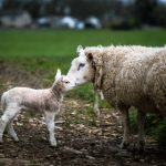 桃乃木香奈无删减无码影片:探索她的魅力与精彩瞬间 8l375