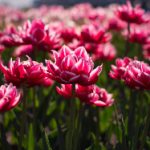 校园的春色:在花海中绽放青春的梦想与希望 el64i7