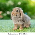 气球导航冉冉学姐扣扣传媒:探索新媒体时代的创新传播之路 i1b5w3m