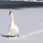 比特精灵手机版下载:畅享全新数字资产管理体验与功能解析 qhjfu5s