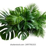 枫花恋:在秋日的浪漫中绽放爱的旋律 tfzyss1