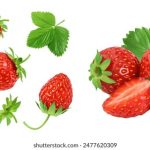 深入解析:pawoo这个词该如何正确发音? v818uv