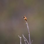 樱花 动漫:春日绽放的浪漫与青春的追忆 zuww6h